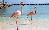 Flamants rose sur une plage d'Aruba