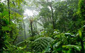 La Forêt de Santa Elana Cloud du Costa Rica