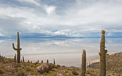 Cactus de la Bolivie