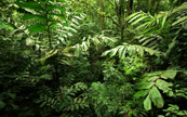 Végétation du Costa Rica
