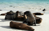 Lions de mer, qui attendent quelques touristes