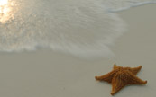 toile de mer, sur le bord de la plage