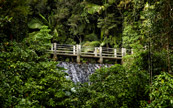 Le pont de El Yunque